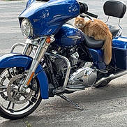 Meelo joined the competition — help win amazing prizes! motorcycle, cat, orange_cat, vehicle, street, parked_vehicle, outdoor, animal, pet, fur, seat, handlebars, wheel, chrome, asphalt, trees, greenery, sidewalk, daytime, relaxing