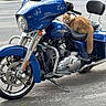 motorcycle, cat, orange_cat, vehicle, street, parked_vehicle, outdoor, animal, pet, fur, seat, handlebars, wheel, chrome, asphalt, trees, greenery, sidewalk, daytime, relaxing
