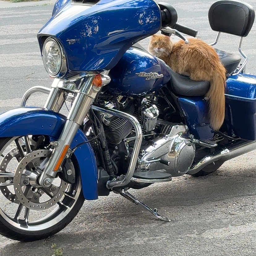 Meelo joined the competition — help win amazing prizes! motorcycle, cat, orange_cat, vehicle, street, parked_vehicle, outdoor, animal, pet, fur, seat, handlebars, wheel, chrome, asphalt, trees, greenery, sidewalk, daytime, relaxing