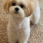 Pepsi is registered to the contest to win money with this photo: dog, small_dog, fluffy, cream_fur, white_fur, carpet, indoor, pet, cute, animal, standing, looking_up, fur, friendly, companion, domestic_animal, adorable, face, ears, tail