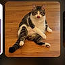 cat, tabby_cat, white_cat, pet, animal, feline, sitting, lying_down, relaxed, funny_pose, pink_nose, striped_fur, long_tail, paws, hardwood_floor, indoor, home, pet_photography, phone_screenshot, gallery_interface