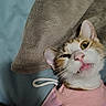 cat, pet, close_up, pink_sweater, blanket, indoor, feline, cute, fangs, whiskers, expression, cozy, soft_texture, animal, mischievous, lying_down, portrait, domestic_cat, relaxed, playful