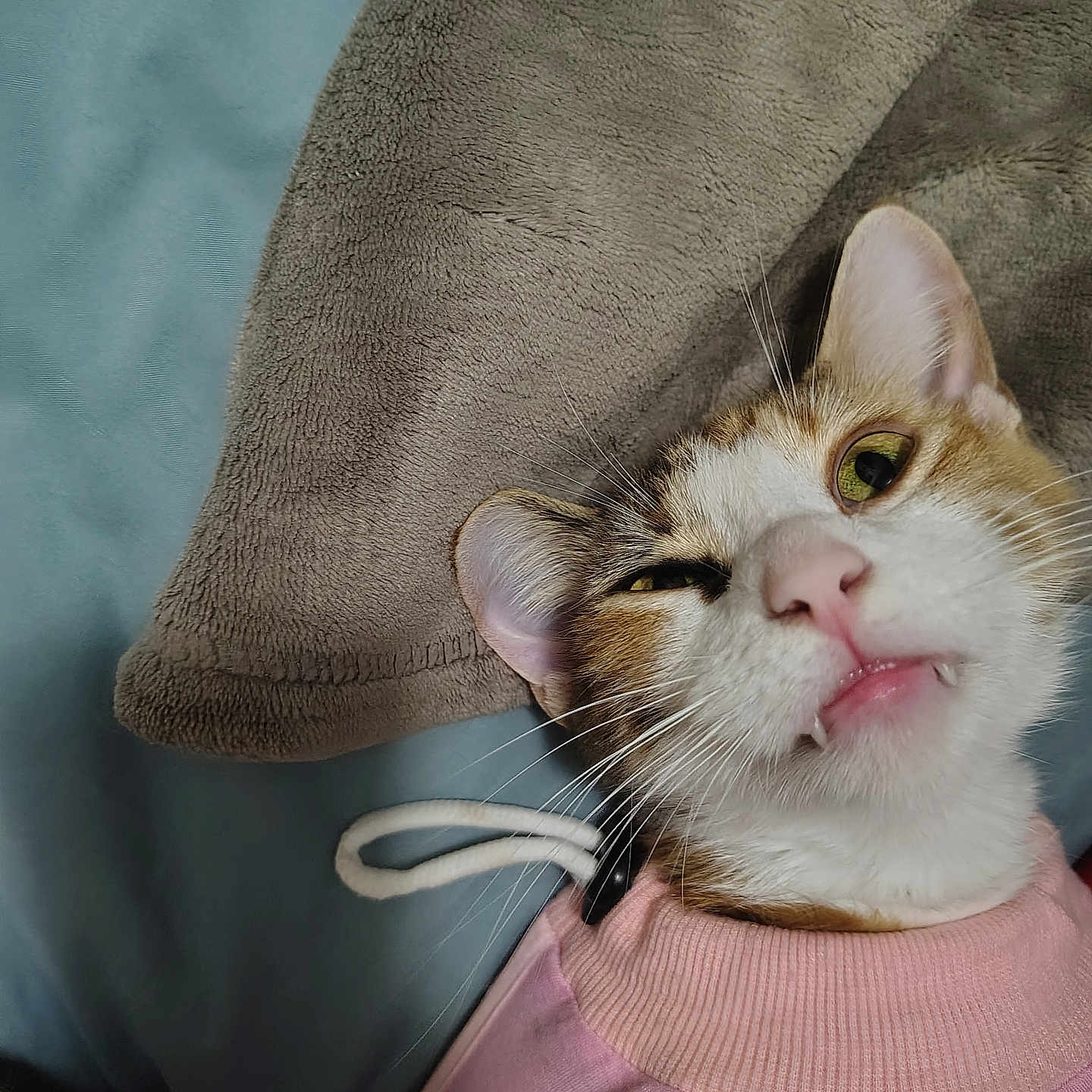 Zoomie joined the competition — help win amazing prizes! cat, pet, close_up, pink_sweater, blanket, indoor, feline, cute, fangs, whiskers, expression, cozy, soft_texture, animal, mischievous, lying_down, portrait, domestic_cat, relaxed, playful
