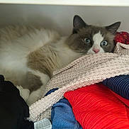 Kovu participe au concours pour gagner de l'argent avec cette photo : blue_cloth, blue_eyes, cat, closeup, clothes, cozy, curious, drawer, feline, fluffy, folded_clothes, gray_fur, indoor, patterned_cloth, pet, red_cloth, resting, sheltered, textiles, white_fur