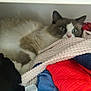blue_cloth, blue_eyes, cat, closeup, clothes, cozy, curious, drawer, feline, fluffy, folded_clothes, gray_fur, indoor, patterned_cloth, pet, red_cloth, resting, sheltered, textiles, white_fur
