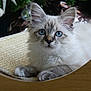 Skyli participe au concours pour gagner de l'argent avec cette photo : blue_eyes, cat, cat_bed, close_up, cozy, curious, domestic_cat, ears, feline, fluffy_fur, holiday_decor, household, indoor, kitten, mammal, paws, pet, portrait, scratcher, whiskers