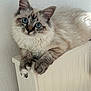 blue_eyes, cat, close_up, domestic_animal, ears, fluffy, fur_pattern, furniture, indoor, kitten, long_fur, looking_at_camera, paw, pet, portrait, radiator, relaxed, sitting, whiskers, white_wall