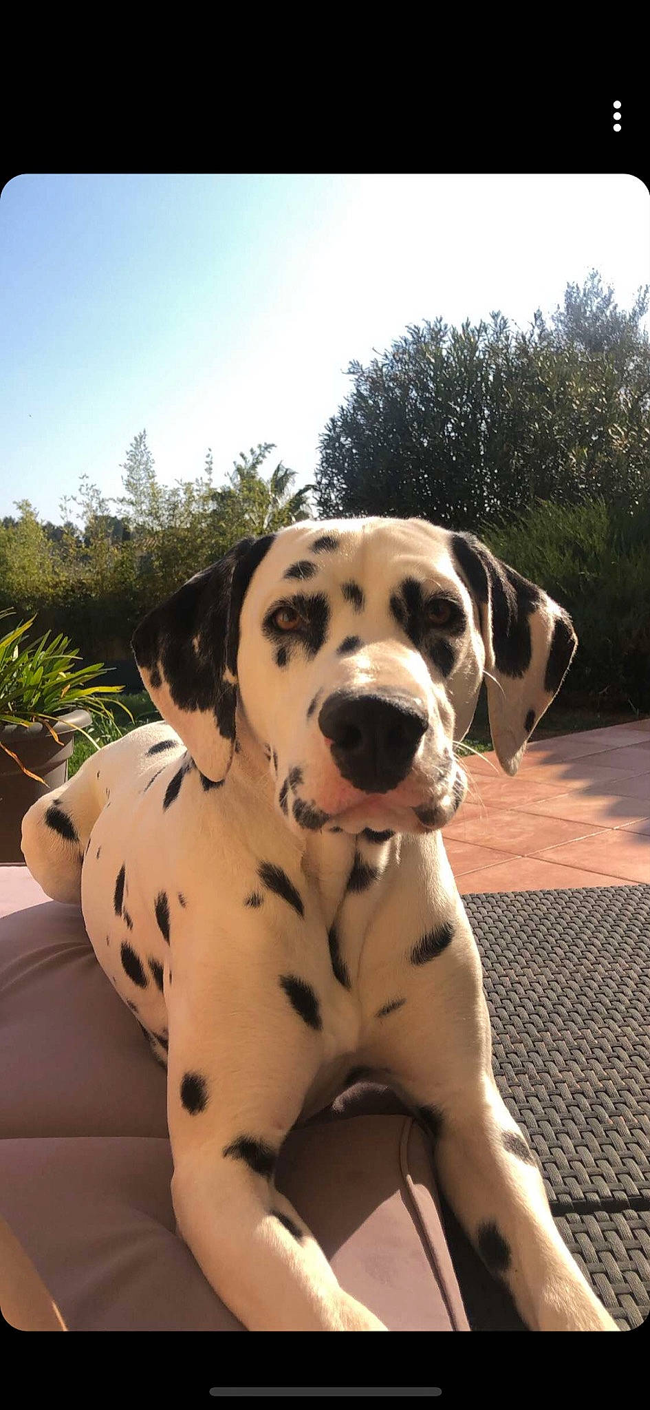 Phoebus a rejoint le concours — aidez-le/la à gagner de superbes lots ! canidae, carnivore, companion_dog, dalmatian, dog, dog_breed, fawn, mammal, non_sporting_group, snout, sporting_group