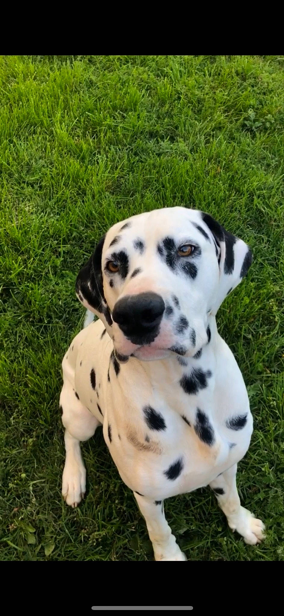 Phoebus participe au concours pour gagner de l'argent avec cette photo : canidae, carnivore, companion_dog, dalmatian, dog, dog_breed, fawn, mammal, non_sporting_group, puppy, snout, sporting_group, vertebrate