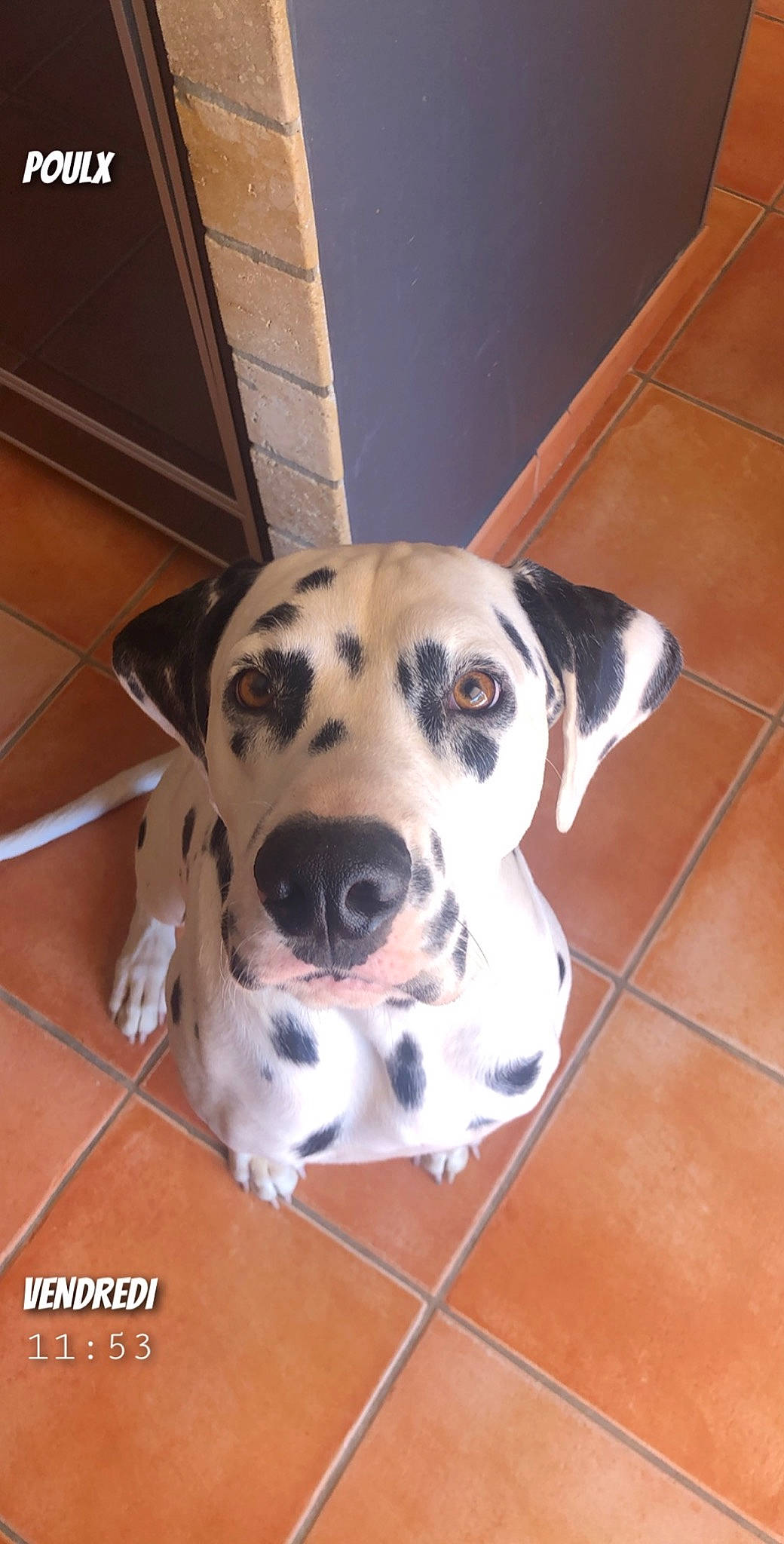 Phoebus participe au concours pour gagner de l'argent avec cette photo : beagador, canidae, carnivore, dalmatian, dog, dog_breed, fawn, mammal, non_sporting_group, snout, sporting_group, vertebrate, whiskers