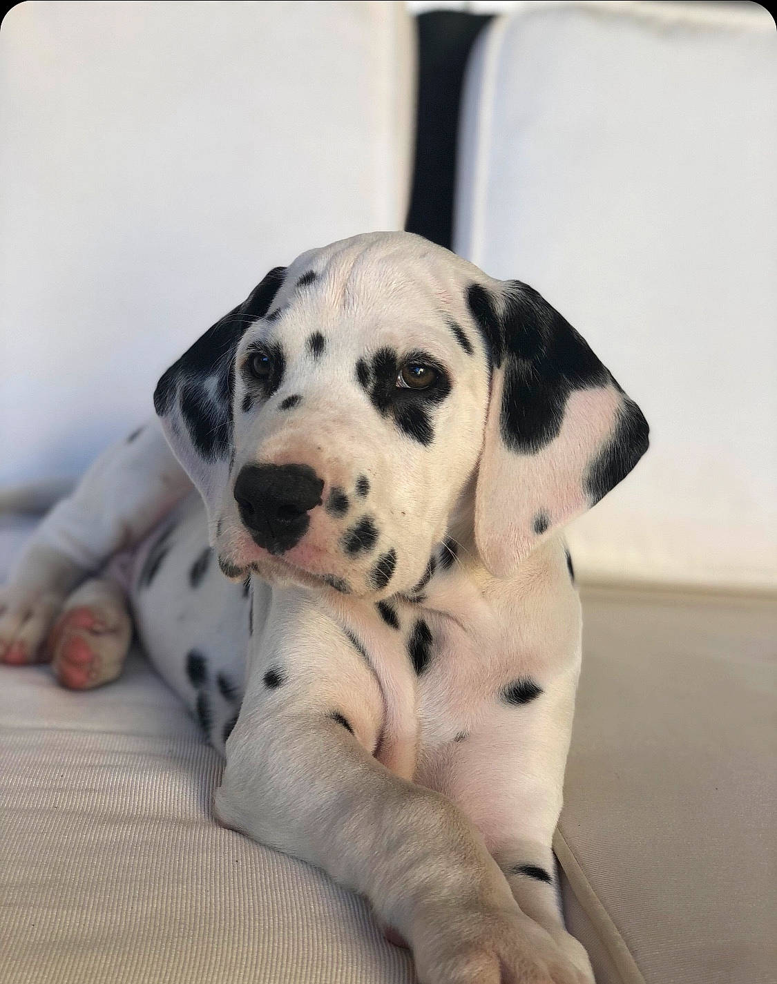 Phoebus a rejoint le concours — aidez-le/la à gagner de superbes lots ! canidae, carnivore, companion_dog, dalmatian, dog, dog_breed, great_dane, mammal, non_sporting_group, puppy, snout, vertebrate