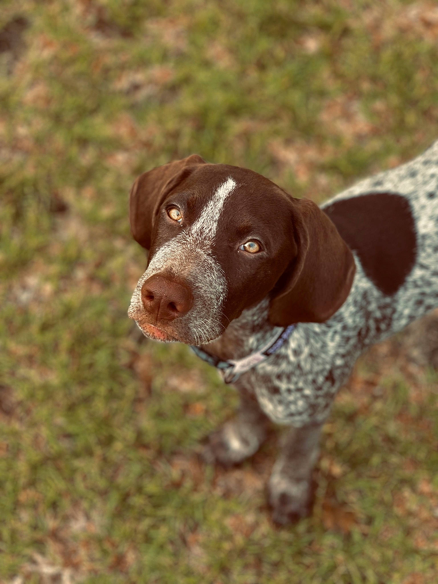 Remi joined the competition — help win amazing prizes! biting, braque_francais, canidae, carnivore, collar, companion_dog, dog, dog_breed, dog_collar, fawn, grass, gun_dog, liver, plant, pointing_breed, snout, soil, sporting_group, tail, working_animal