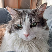 Zoey joined the competition — help win amazing prizes! cat, fluffy, green_eyes, pink_nose, close_up, indoor, couch, gray_fabric, whiskers, relaxed, pet, domestic_cat, feline, natural_light, window, curtain, fur, face, portrait, animal