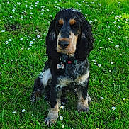 Vyk a rejoint le concours — aidez-le/la à gagner de superbes lots ! animal, black_and_tan, collar, daisies, dog, floppy_ears, flowers, garden, grass, greenery, hedge, lawn, long_hair, looking_at_camera, outdoors, pet, portrait, sitting, spaniel, sunlight