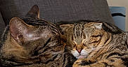 Arès participe au concours pour gagner de l'argent avec cette photo : cat, tabby_cat, sleeping, snuggling, feline, pet, cozy, blanket, cushion, indoor, fur, whiskers, relaxing, cute, domestic_animal, companion, animal, resting, two_animals, closeup