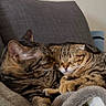 cat, tabby_cat, sleeping, snuggling, feline, pet, cozy, blanket, cushion, indoor, fur, whiskers, relaxing, cute, domestic_animal, companion, animal, resting, two_animals, closeup