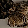 Arès a rejoint le concours — aidez-le/la à gagner de superbes lots ! cat, tabby, sleeping, lounging, feline, pet, fur, whiskers, close_up, domestic_animal, resting, cute, animal, companion, cozy, indoor, relaxed, patterned_fur, mammal, friendship