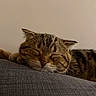 Arès a rejoint le concours — aidez-le/la à gagner de superbes lots ! cat, tabby, sleeping, resting, feline, pet, indoor, couch, gray, texture, closeup, quiet, calm, relaxed, domestic, animal, whiskers, fur, face, home