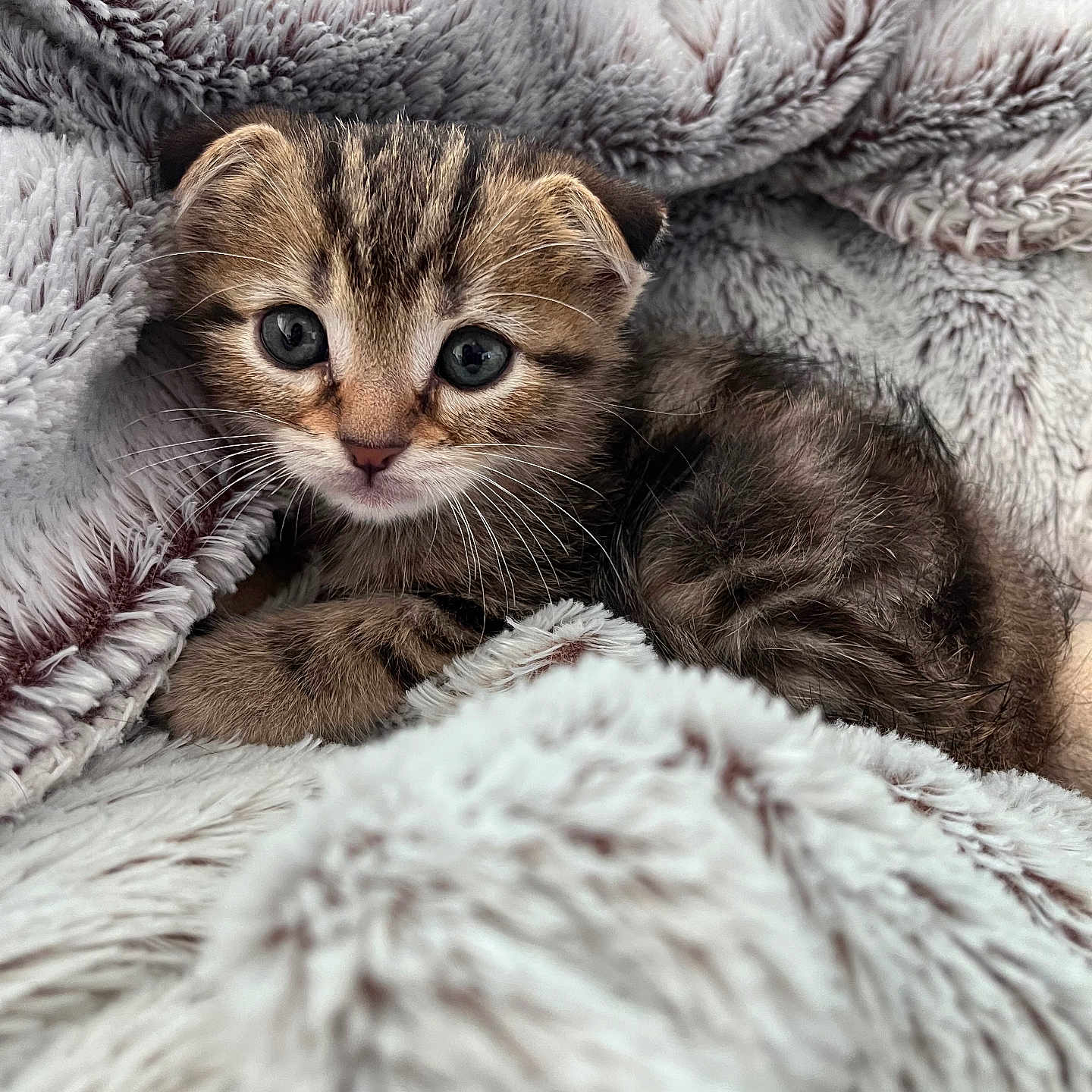 Arès a rejoint le concours — aidez-le/la à gagner de superbes lots ! kitten, cat, tabby, fluffy_blanket, cozy, cute, pet, animal, feline, young, soft_texture, indoors, resting, small, whiskers, eyes, fur, sleepy, comfort, nestled