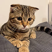 Arès participe au concours pour gagner de l'argent avec cette photo : kitten, tabby, cat, pet, animal, feline, cute, whiskers, ears, paws, fur, indoor, resting, young, closeup, curious, domestic, striped, mammal, adorable