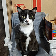 Oreo is registered to the contest to win money with this photo: cat, tuxedo_cat, chair, indoor, cardboard_box, floor, pet, animal, whiskers, yellow_eyes, black_and_white, sitting, looking_at_camera, domestic_cat, feline, household, fur, small_chair, curious, cute