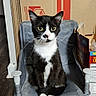cat, tuxedo_cat, chair, indoor, cardboard_box, floor, pet, animal, whiskers, yellow_eyes, black_and_white, sitting, looking_at_camera, domestic_cat, feline, household, fur, small_chair, curious, cute