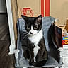 Oreo is registered to the contest to win money with this photo: cat, black_and_white, chair, indoor, flooring, cardboard_box, cereal_box, pet, animal, sitting, curious, feline, small_chair, household, domestic, looking, whiskers, ears, fur, eyes