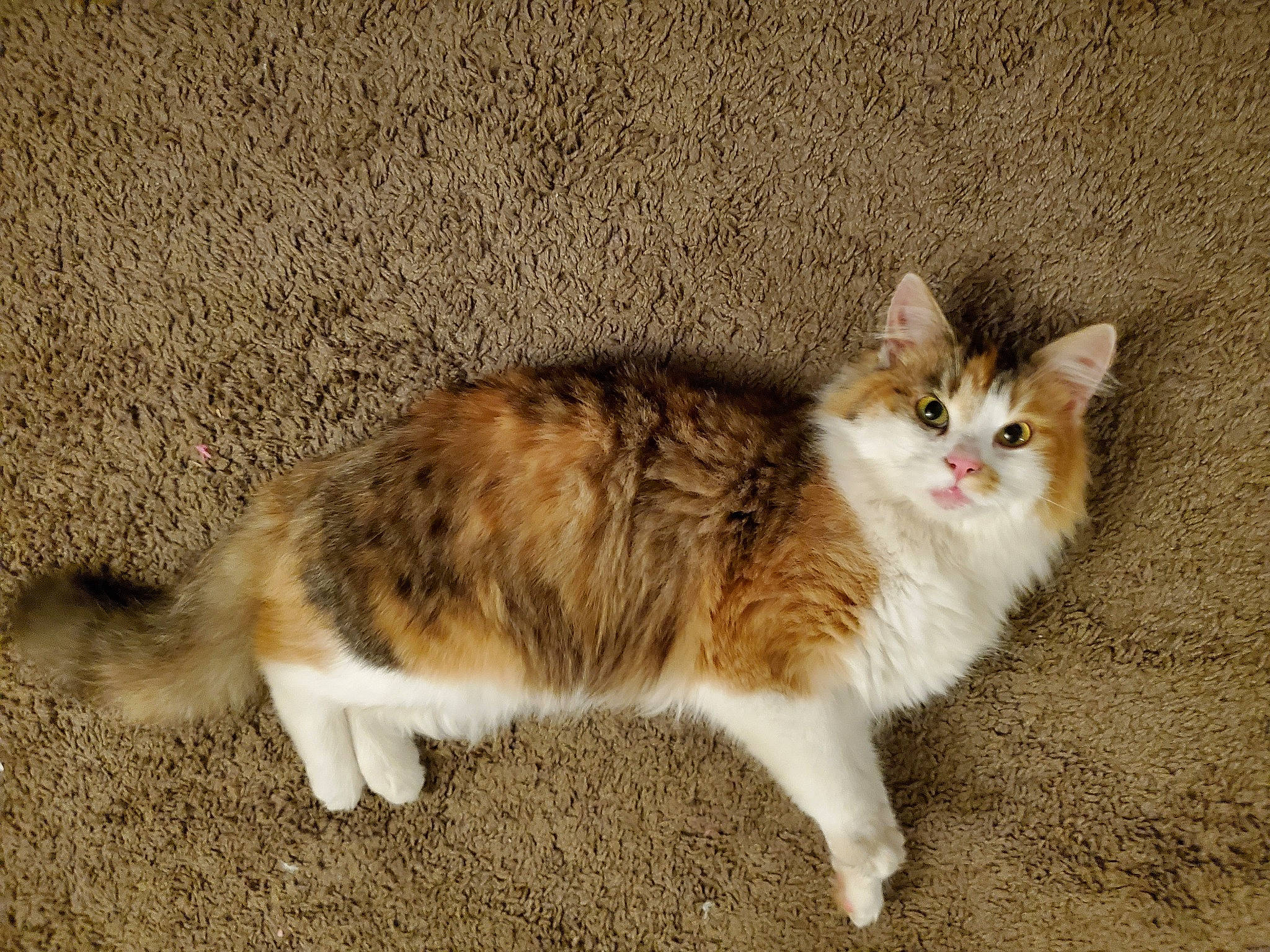 Macey joined the competition — help win amazing prizes! aegean_cat, american_wirehair, british_semi_longhair, carnivore, cat, cymric, domestic_long_haired_cat, domestic_short_haired_cat, european_shorthair, fawn, felidae, kitten, mammal, norwegian_forest_cat, ragamuffin, small_to_medium_sized_cats, tail, vertebrate, whiskers, wild_cat