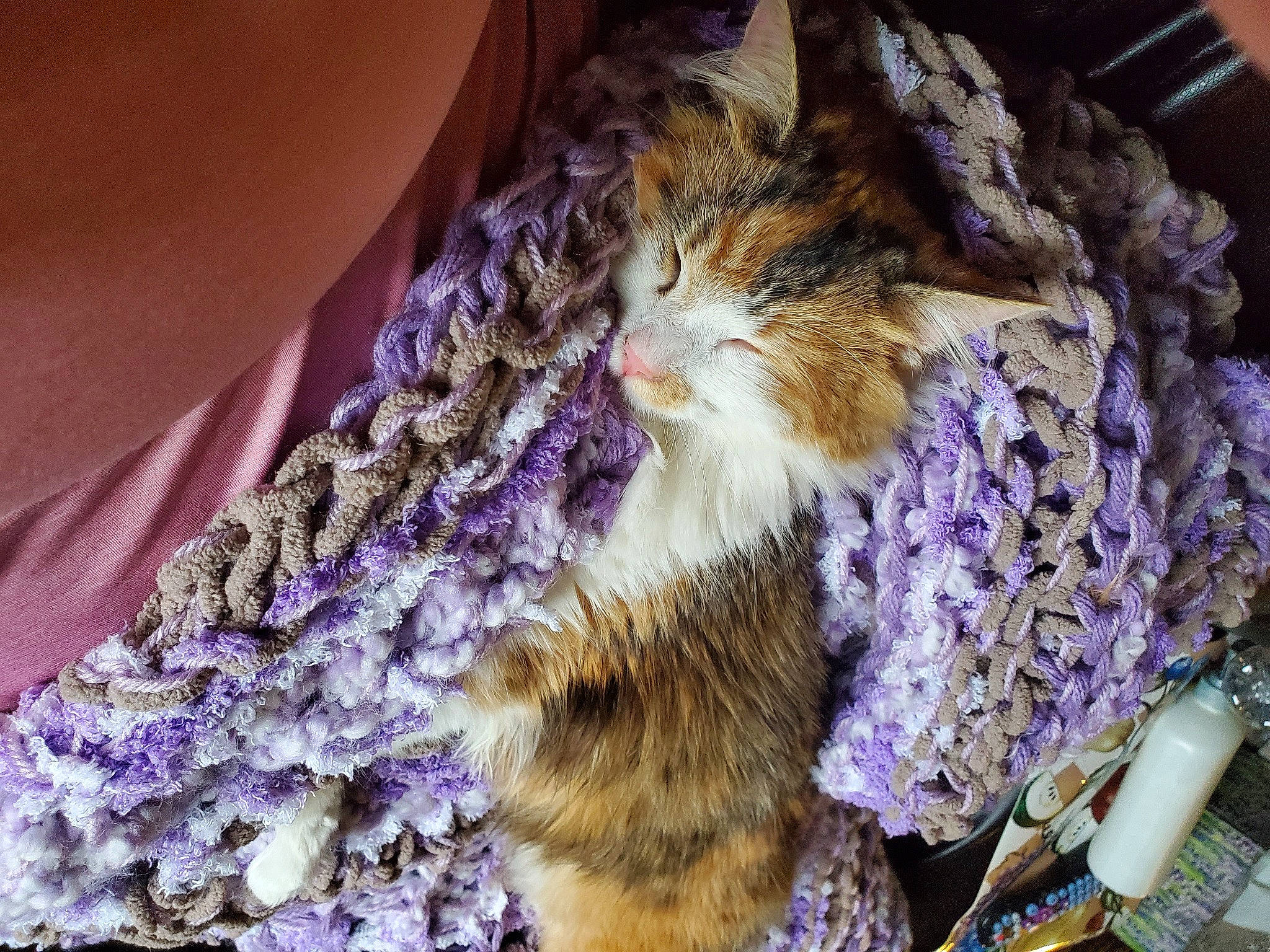 Macey is registered to the contest to win money with this photo: art, cat, crochet, fashion_accessory, fawn, felidae, flower, fur, plant, purple, small_to_medium_sized_cats, textile, whiskers, wool
