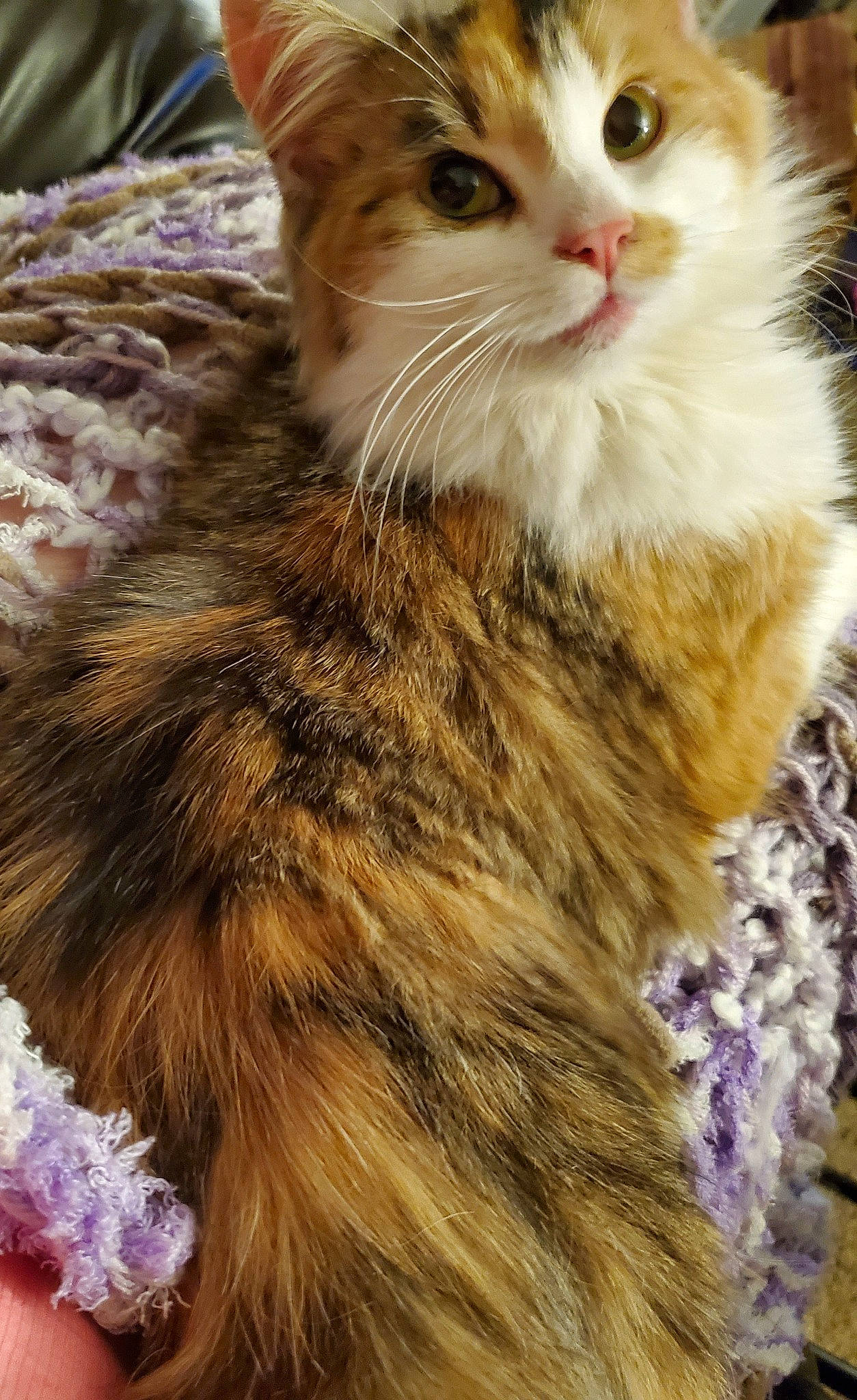 Macey is registered to the contest to win money with this photo: aegean_cat, american_curl, american_wirehair, carnivore, cat, domestic_long_haired_cat, european_shorthair, fawn, felidae, fur, kitten, maine_coon, mammal, norwegian_forest_cat, plant, ragamuffin, siberian, small_to_medium_sized_cats, tabby_cat, whiskers