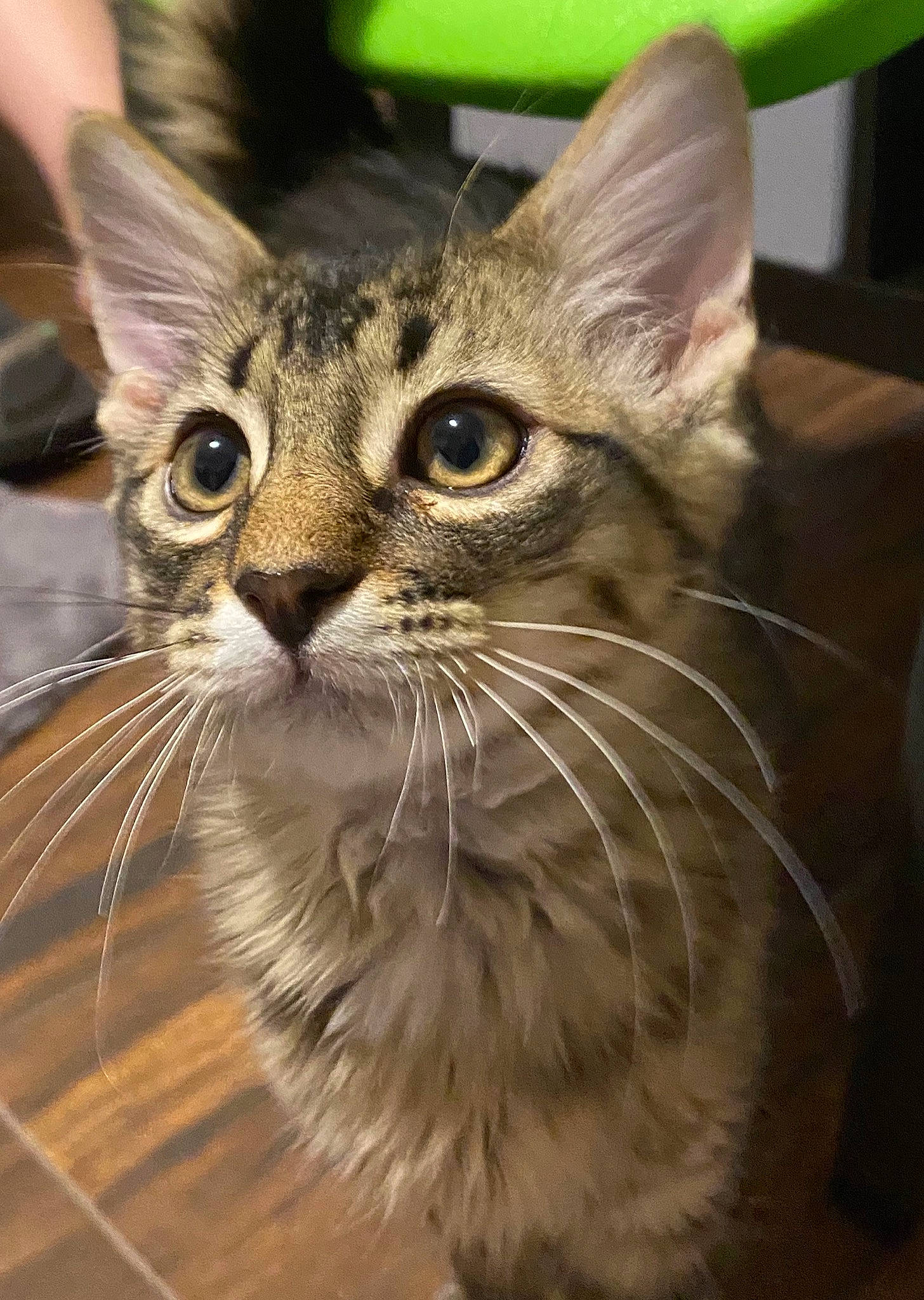 Sticks joined the competition — help win amazing prizes! aegean_cat, asian, australian_mist, carnivore, cat, domestic_short_haired_cat, european_shorthair, felidae, kitten, mammal, ocicat, oriental_longhair, small_to_medium_sized_cats, snout, sokoke, somali, tabby_cat, toyger, vertebrate, whiskers