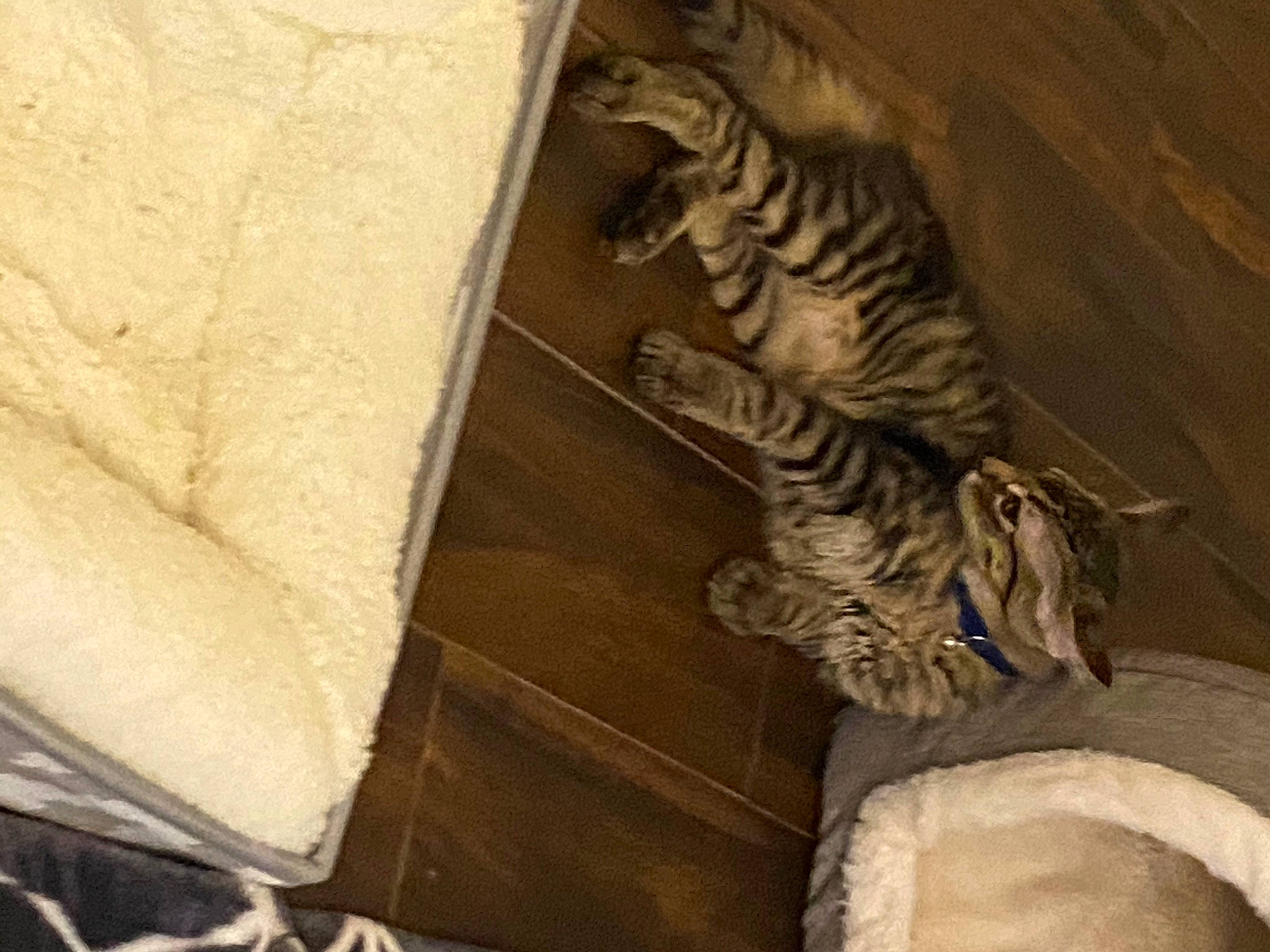 Sticks joined the competition — help win amazing prizes! carnivore, cat, felidae, small_to_medium_sized_cats