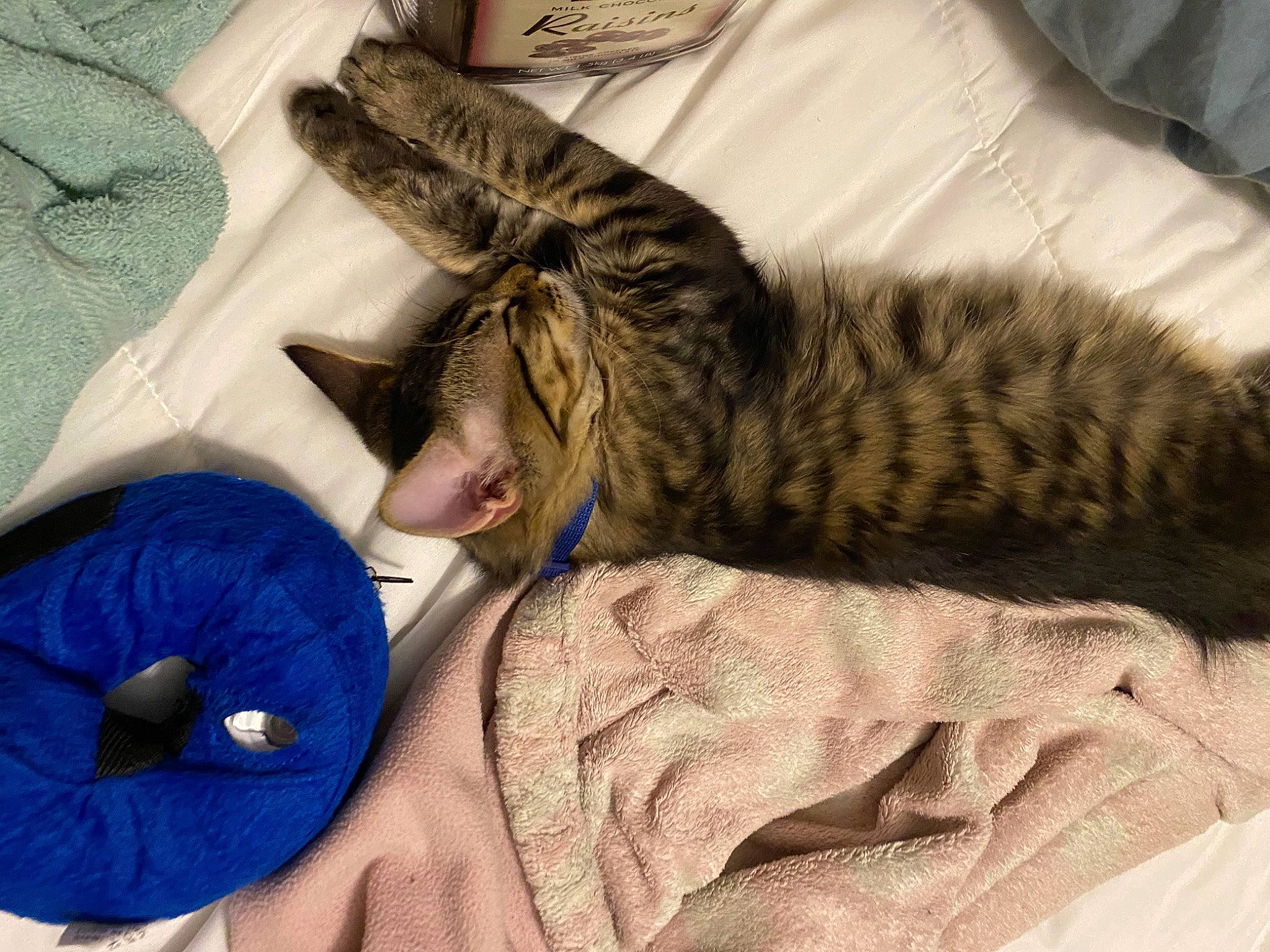 Sticks joined the competition — help win amazing prizes! bengal, carnivore, cat, comfort, domestic_short_haired_cat, dragon_li, european_shorthair, felidae, fur, kitten, nap, ocicat, pixie_bob, sleep, small_to_medium_sized_cats, tabby_cat, tail, textile, toyger, whiskers