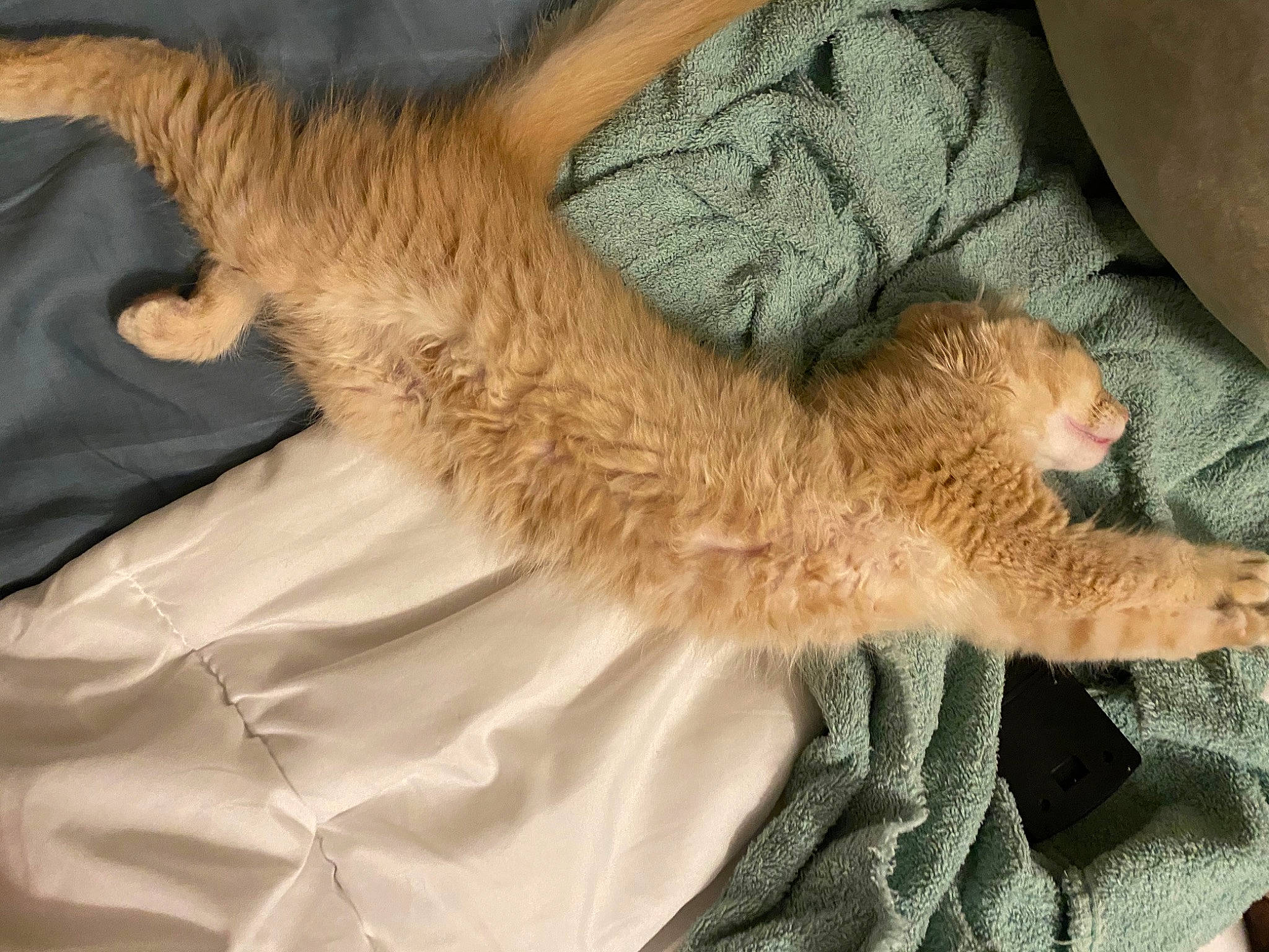 Winston joined the competition — help win amazing prizes! carnivore, cat, chausie, claw, domestic_short_haired_cat, european_shorthair, fawn, felidae, fur, german_rex, mammal, paw, pixie_bob, small_to_medium_sized_cats, tail, whiskers