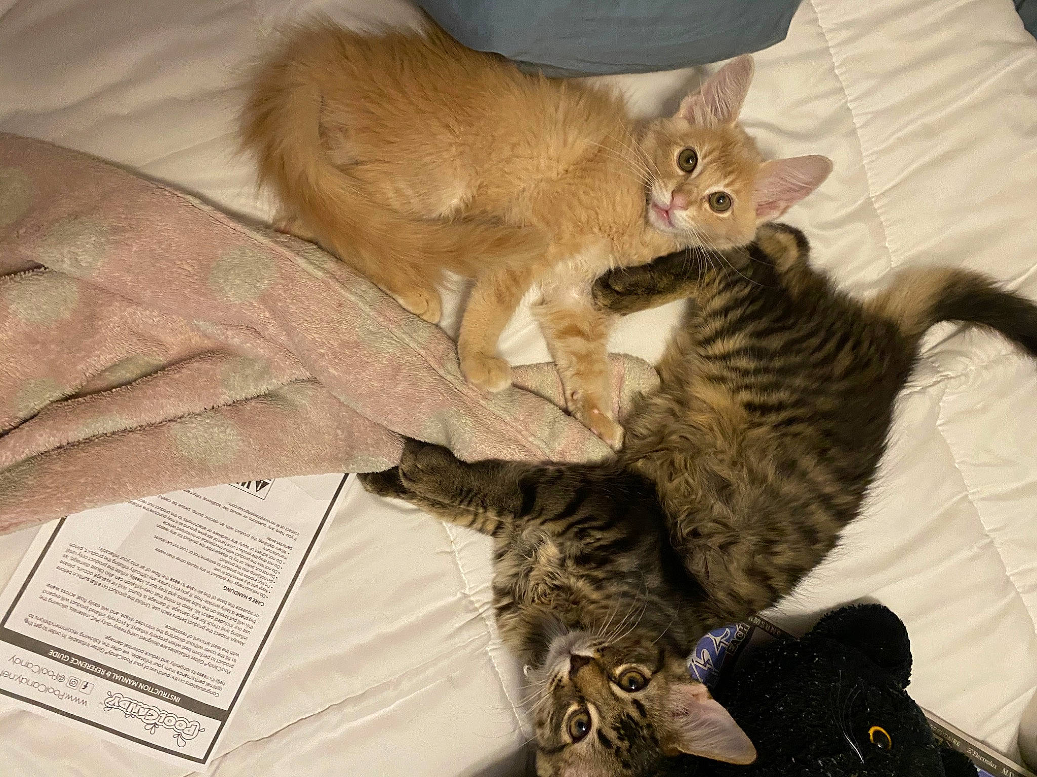 Winston joined the competition — help win amazing prizes! asian, australian_mist, carnivore, cat, chausie, claw, domestic_short_haired_cat, dragon_li, european_shorthair, felidae, fur, german_rex, kitten, mammal, oriental_longhair, pixie_bob, small_to_medium_sized_cats, tabby_cat, vertebrate, whiskers