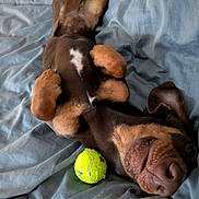 Frankie participe au concours pour gagner de l'argent avec cette photo : dog, tennis_ball, bed, blanket, playing, pet, lying_down, brown_dog, canine, sleepy, paws, fur, relaxed, indoor, close_up, cute, resting, animal, domestic_animal, snout