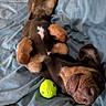 dog, tennis_ball, bed, blanket, playing, pet, lying_down, brown_dog, canine, sleepy, paws, fur, relaxed, indoor, close_up, cute, resting, animal, domestic_animal, snout