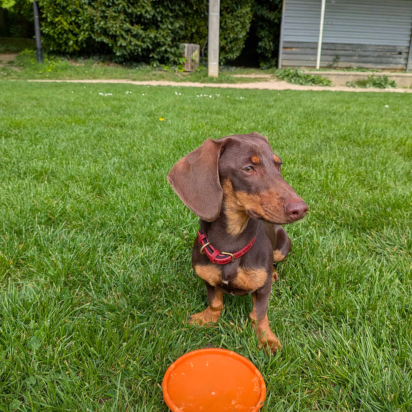 Frankie a rejoint le concours — aidez-le/la à gagner de superbes lots ! dog, dachshund, grass, frisbee, outdoor, greenery, pet, animal, collar, toy, canine, park, nature, daylight, brown_dog, small_dog, sitting, playful, garden, leaves