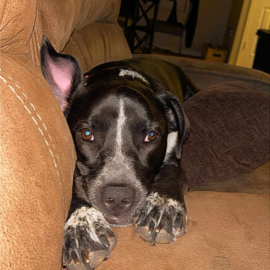 Paisley is registered to the contest to win money with this photo: animal, architecture, building, bulldog, canine, chair, couch, cushion, dog, furniture, homedecor, hound, indoors, interiordesign, livingroom, pet, pitbull, pointer, puppy, room