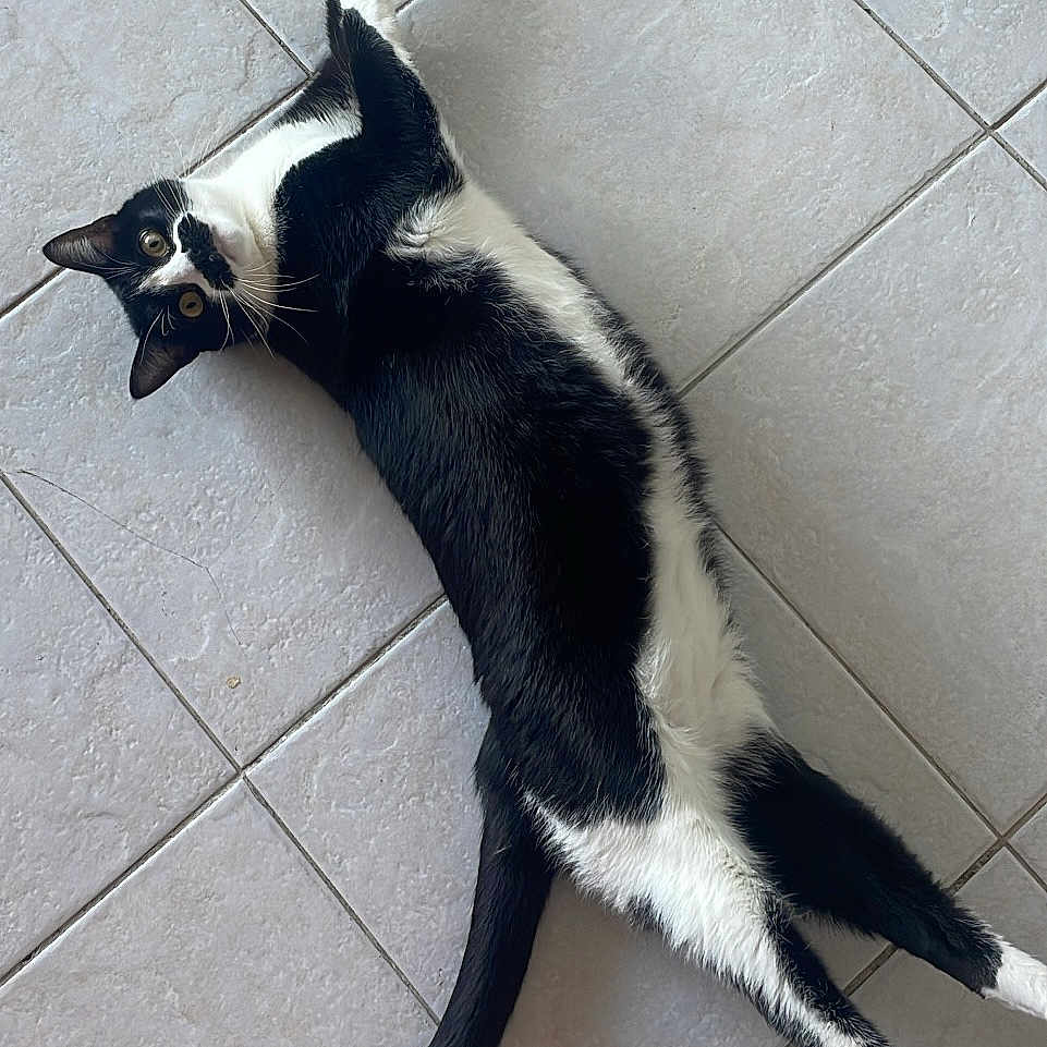 Pablo a rejoint le concours — aidez-le/la à gagner de superbes lots ! abyssinian, accessories, animal, blackcat, canine, cat, collar, dog, egyptiancat, flagstone, husky, kitten, leash, manx, path, pet, slate, strap, tile, walkway