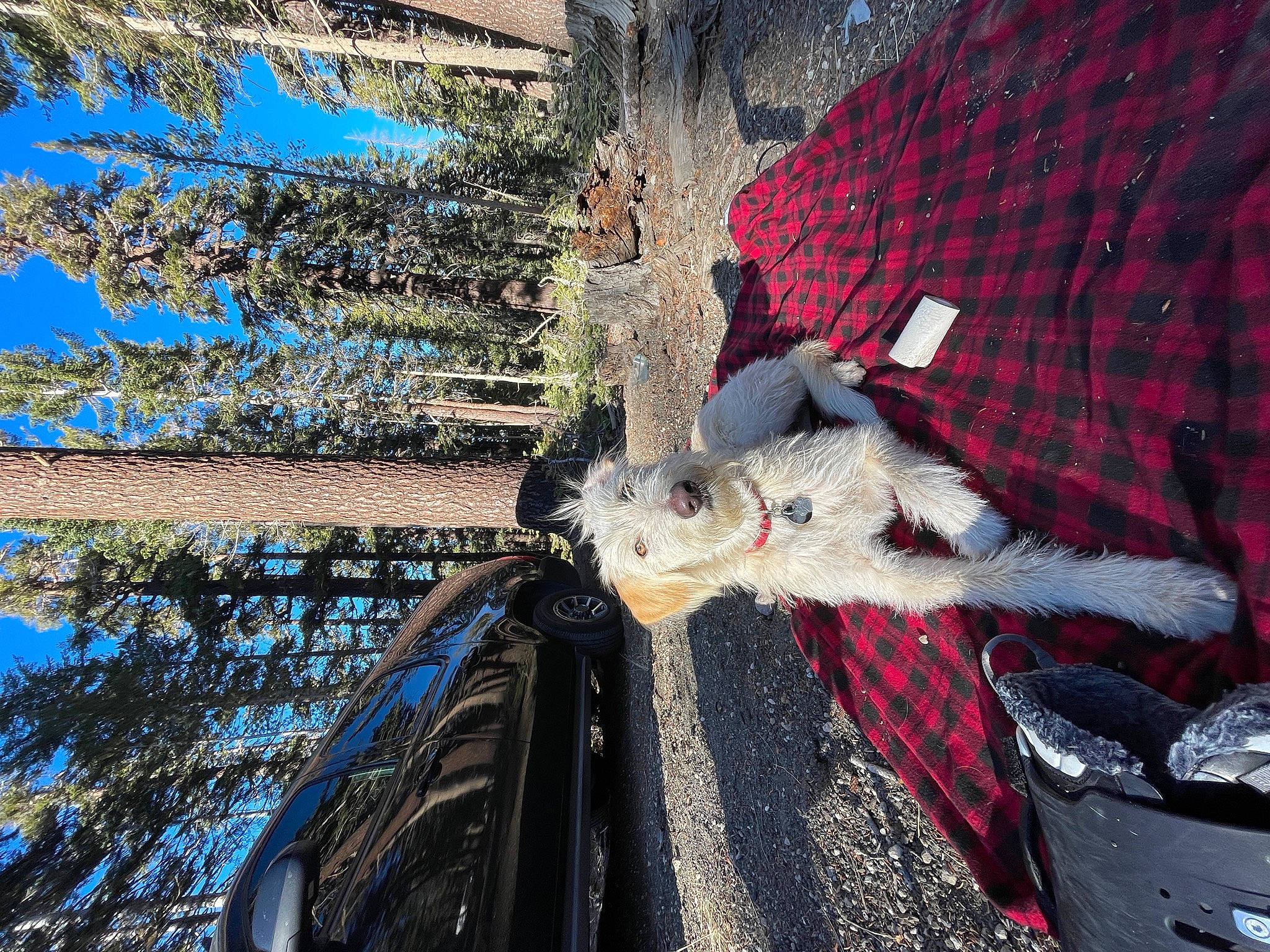 Racer is registered to the contest to win money with this photo: automotive_exterior, automotive_lighting, automotive_tire, carmine, design, freezing, fur, line, pattern, plaid, plant, sky, tartan, tree, trunk, vehicle_door, window, windshield, winter, woody_plant