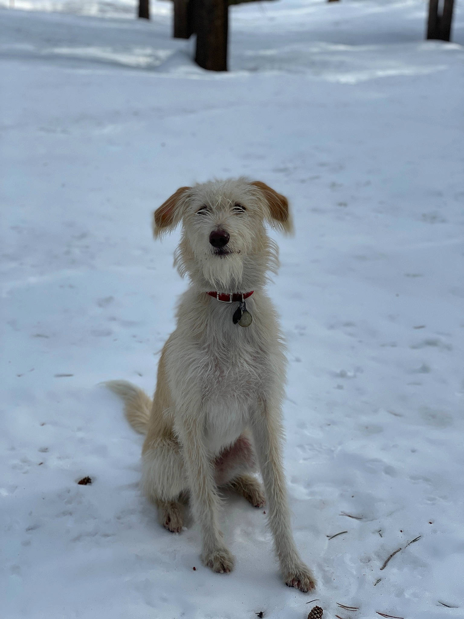 Racer joined the competition — help win amazing prizes! canidae, carnivore, companion_dog, dog, dog_breed, dog_clothes, dog_supply, freezing, fur, non_sporting_group, pet_supply, small_terrier, snow, tail, terrestrial_animal, terrier, toy_dog, winter, working_animal, working_terrier