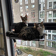 Lulu is registered to the contest to win money with this photo: cat, window, apartment_building, cityscape, urban, hammock, pets, indoor, outdoor, car, curious, feline, resting, suspended, glass, daylight, building, street, plants, collar