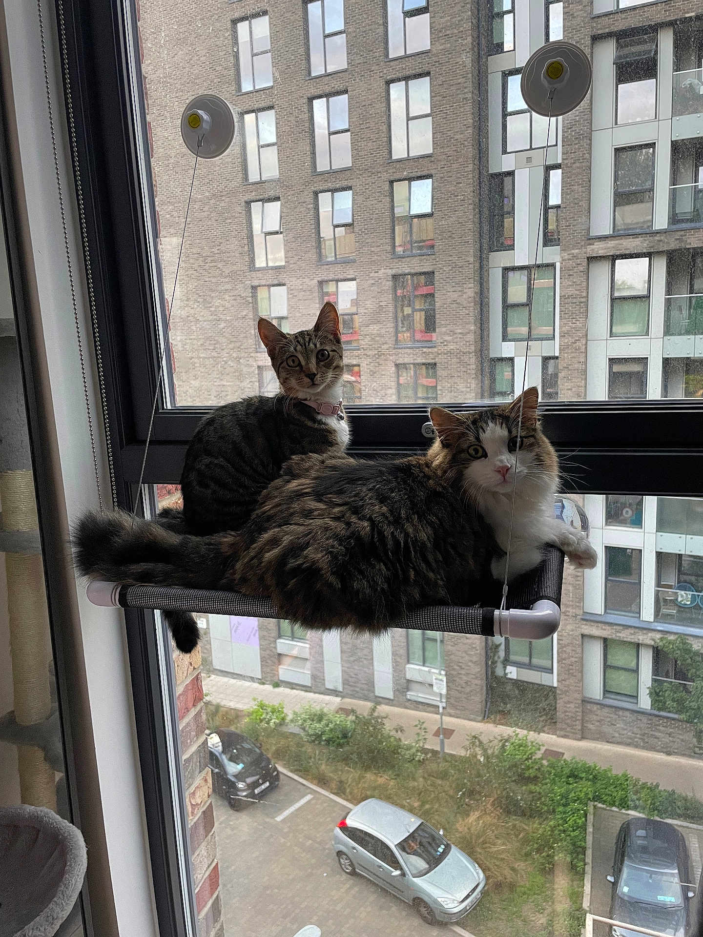 Lulu is registered to the contest to win money with this photo: cat, window, apartment_building, cityscape, urban, hammock, pets, indoor, outdoor, car, curious, feline, resting, suspended, glass, daylight, building, street, plants, collar