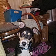 Bandit joined the competition — help win amazing prizes! dog, indoor, blanket, wicker_furniture, cushion, storage_bin, floor, collar, leash, curious, pet, brown, black, white, ear, wood_floor, seat, home, room, casual