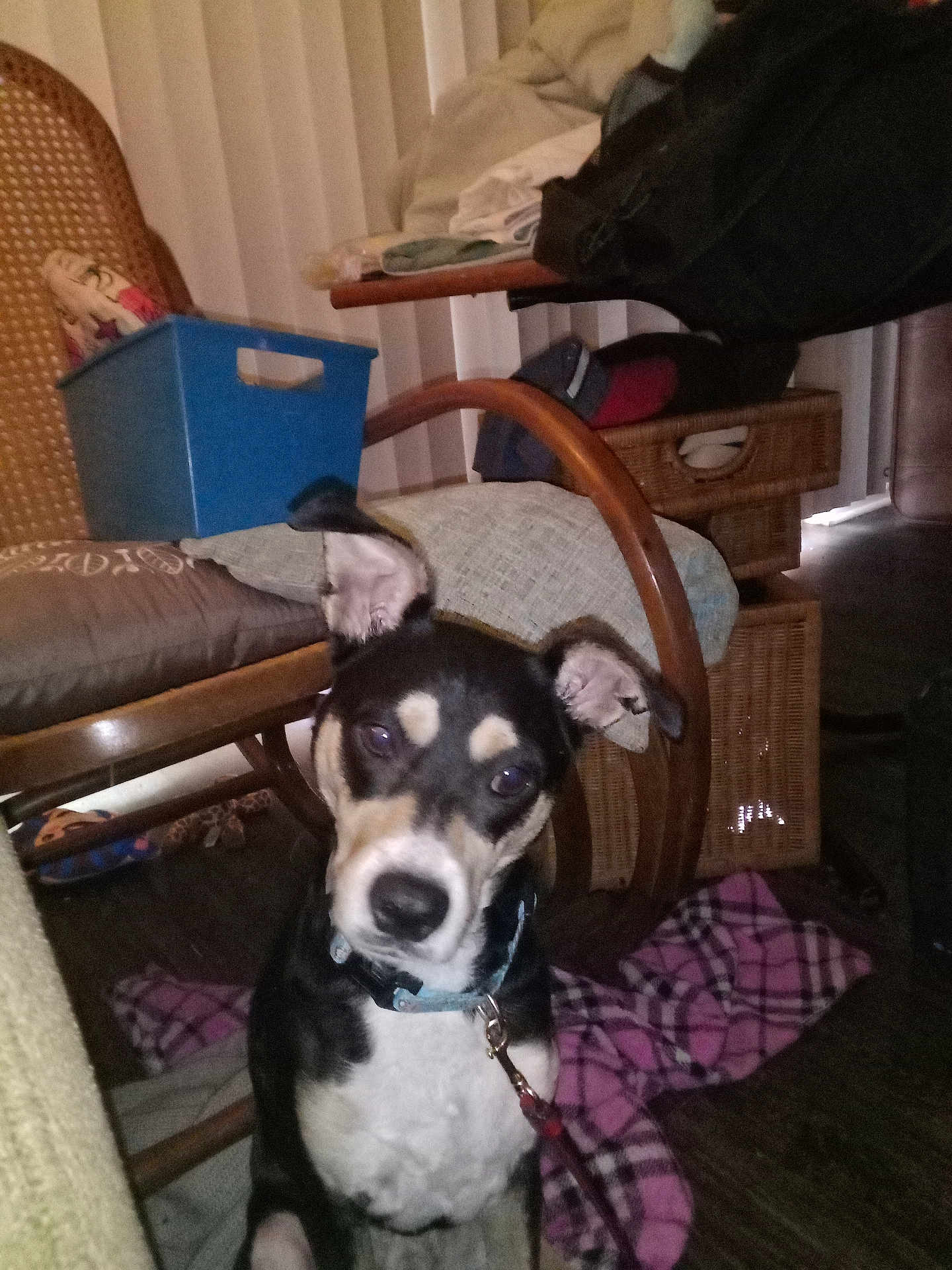 Bandit
