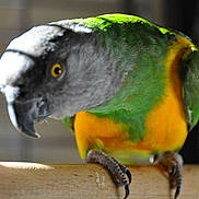 Youyou participe au concours pour gagner de l'argent avec cette photo :