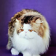 Juste A Dream a rejoint le concours — aidez-le/la à gagner de superbes lots ! cat, fluffy, long_hair, orange_eyes, white_fur, brown_fur, purple_background, pet, animal, cute, portrait, feline, domestic_cat, whiskers, four_legs, standing, studio_shot, soft_fur, close_up, indoor