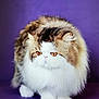 cat, fluffy, long_hair, orange_eyes, white_fur, brown_fur, purple_background, pet, animal, cute, portrait, feline, domestic_cat, whiskers, four_legs, standing, studio_shot, soft_fur, close_up, indoor