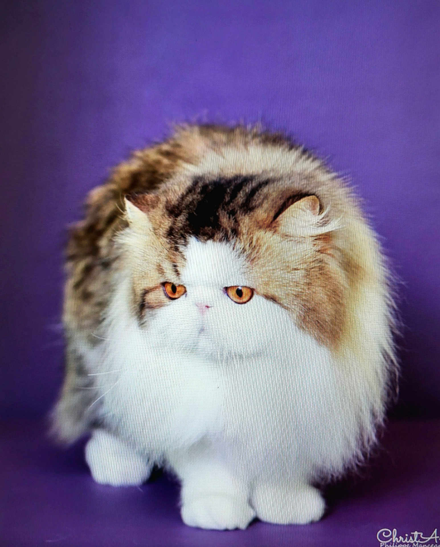 Juste A Dream a rejoint le concours — aidez-le/la à gagner de superbes lots ! cat, fluffy, long_hair, orange_eyes, white_fur, brown_fur, purple_background, pet, animal, cute, portrait, feline, domestic_cat, whiskers, four_legs, standing, studio_shot, soft_fur, close_up, indoor